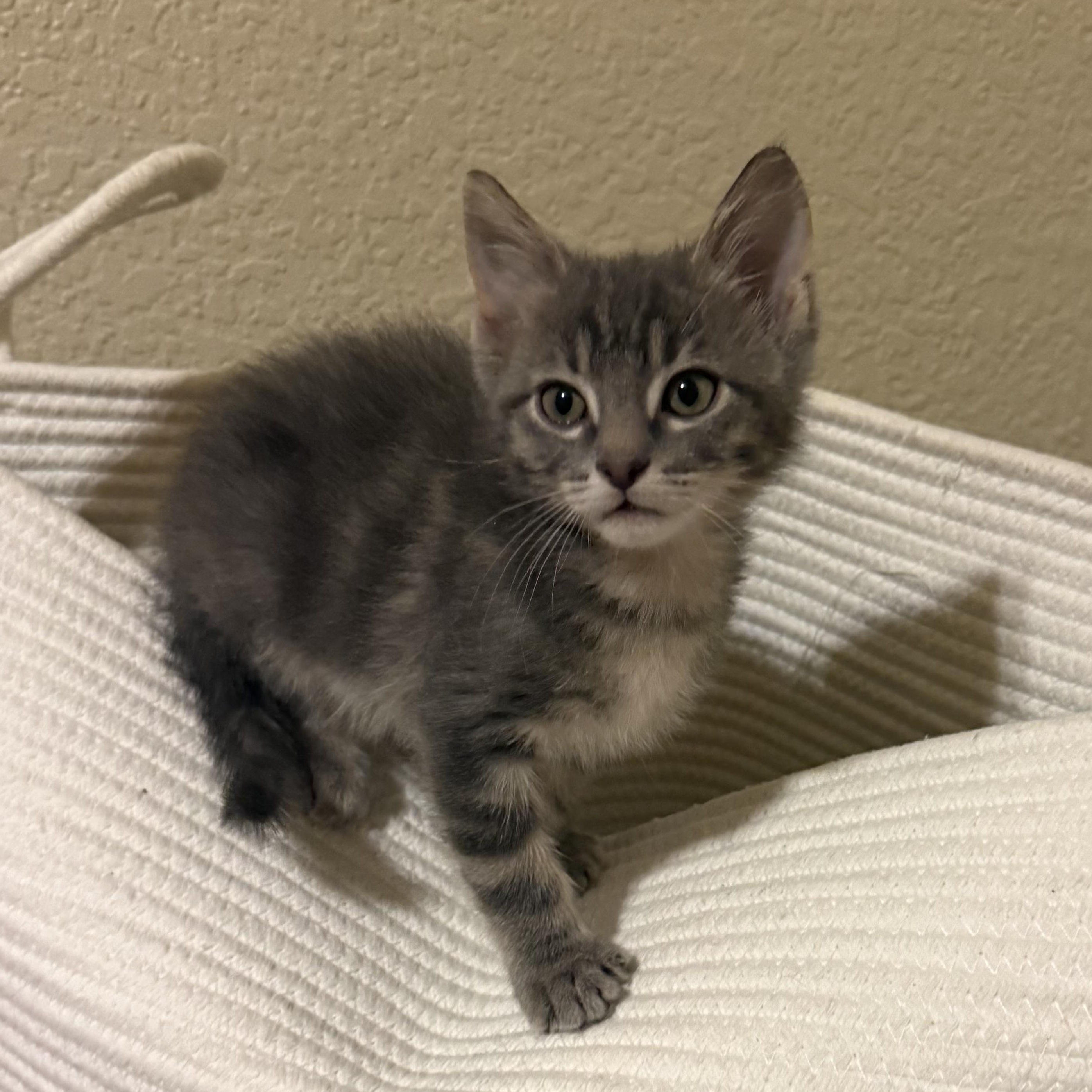 Enlarge Cory Grey Brasuell, a Adoptable mixed breed in Conifer, CO image 4/6