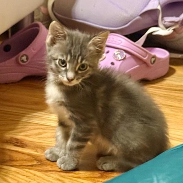 Enlarge Cory Grey Brasuell, a Adoptable mixed breed in Conifer, CO image 5/6