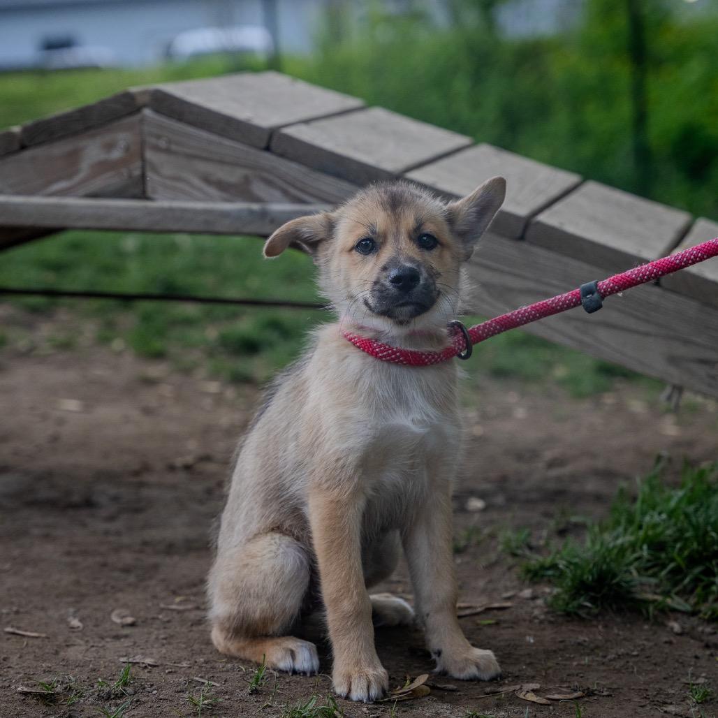 Camaro, Adoptable, Puppy Female Shepherd & Mixed Breed.