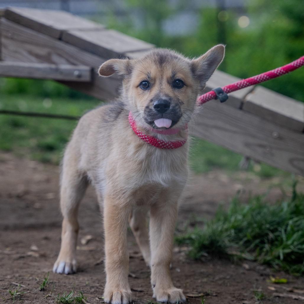 Enlarge Camaro, a Adoptable mixed breed in Pawling, NY image 2/6