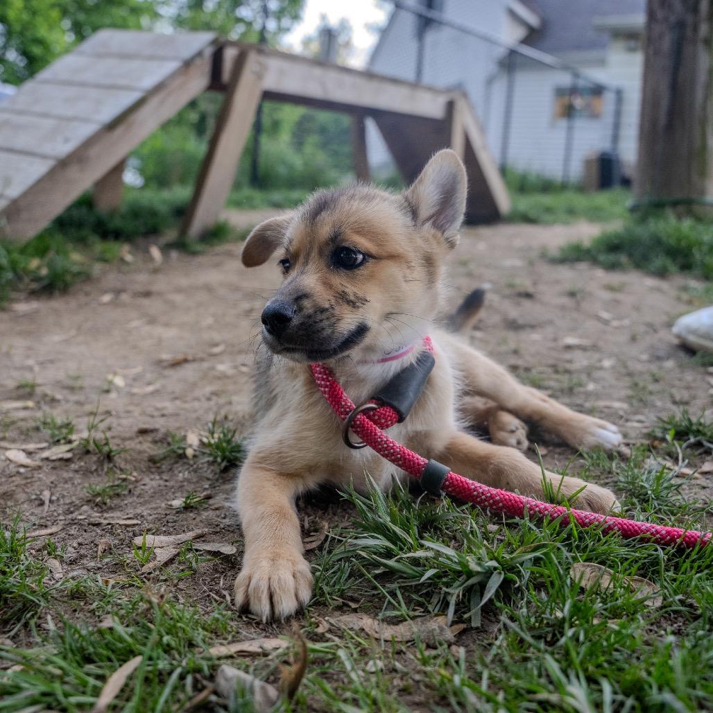Enlarge Camaro, a Adoptable mixed breed in Pawling, NY image 3/6