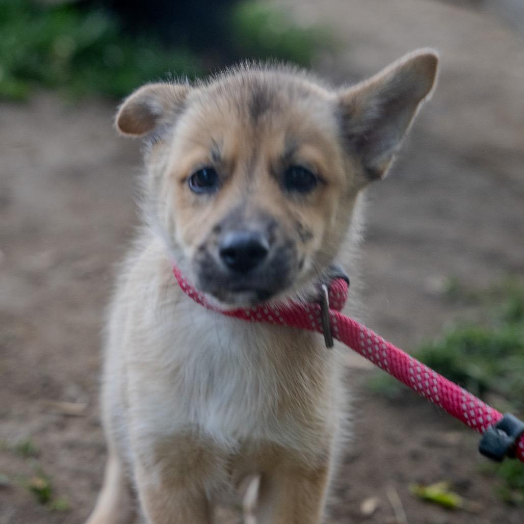 Enlarge Camaro, a Adoptable mixed breed in Pawling, NY image 4/6