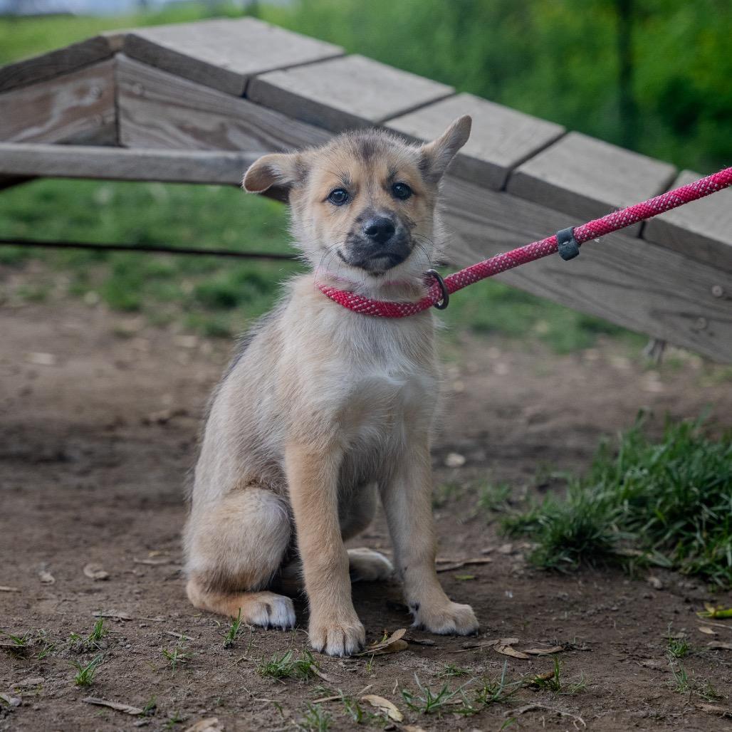 Enlarge Camaro, a Adoptable mixed breed in Pawling, NY image 5/6