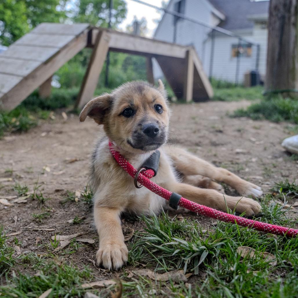 Enlarge Camaro, a Adoptable mixed breed in Pawling, NY image 6/6