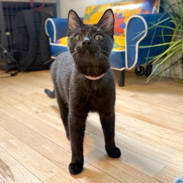 Justin Holcomb TCHS — thumbnail 4