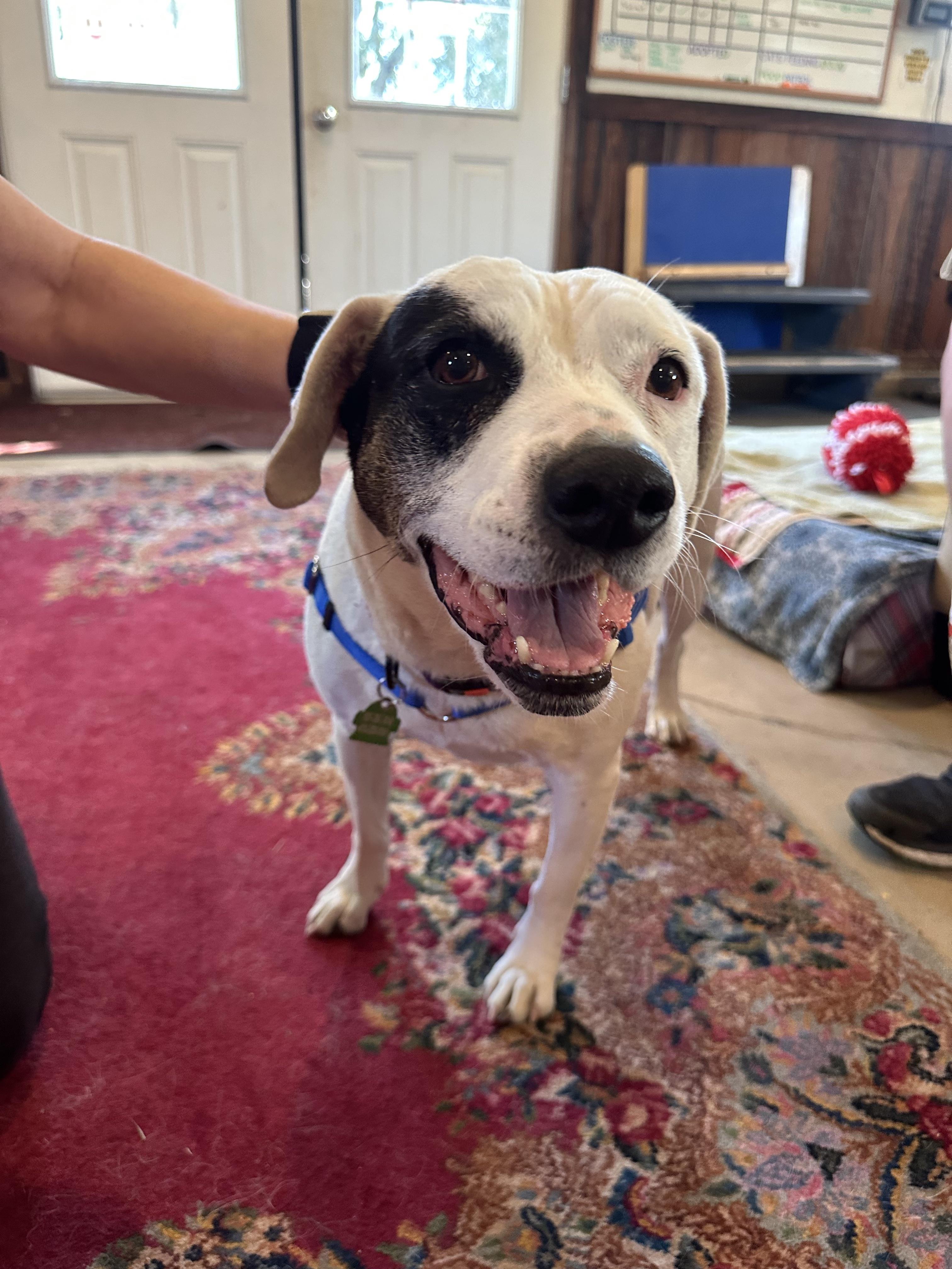 Enlarge Gwen, an adopted mixed breed in Petaluma, CA image 1/3