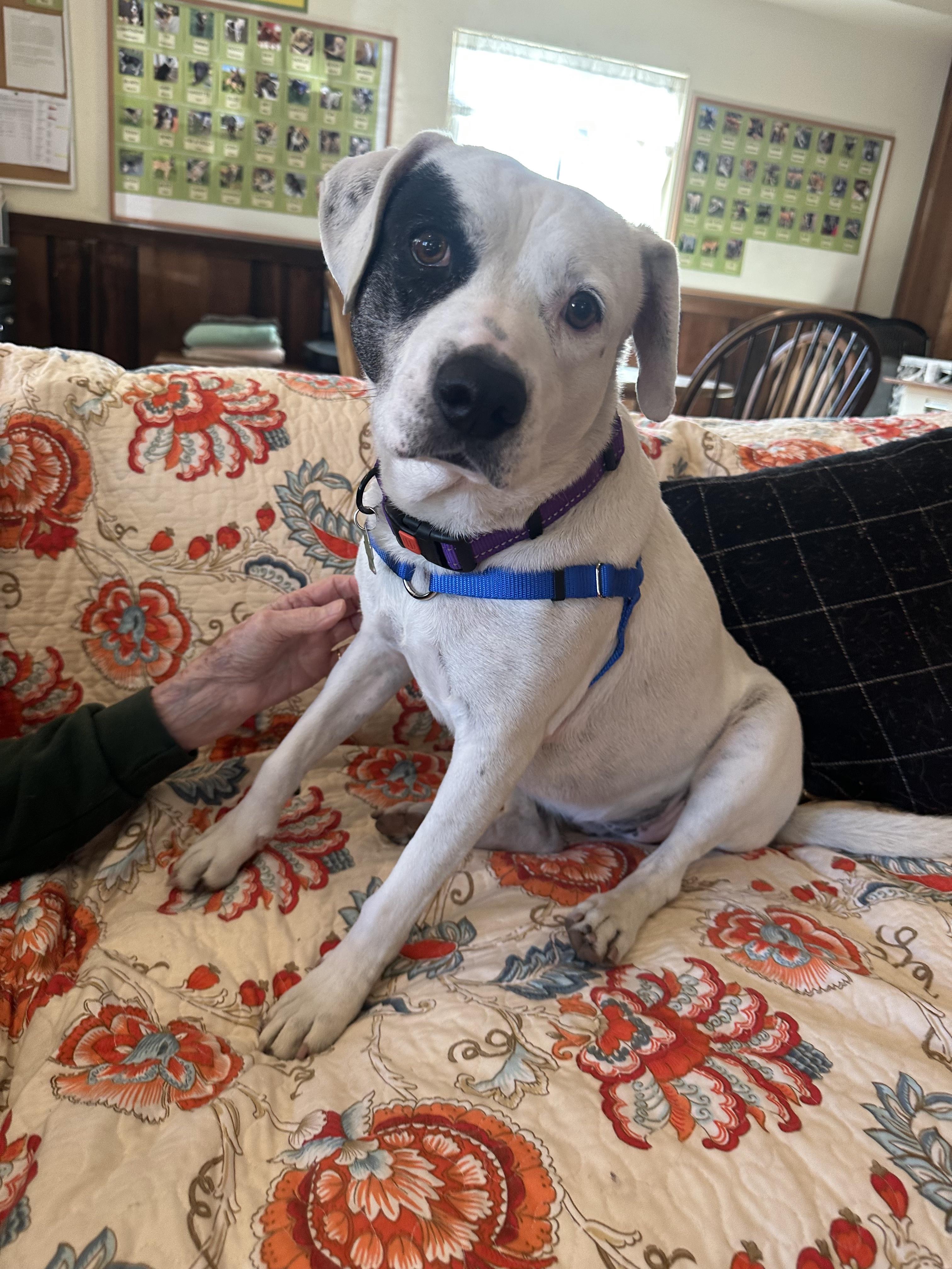 Enlarge Gwen, an adopted mixed breed in Petaluma, CA image 3/3