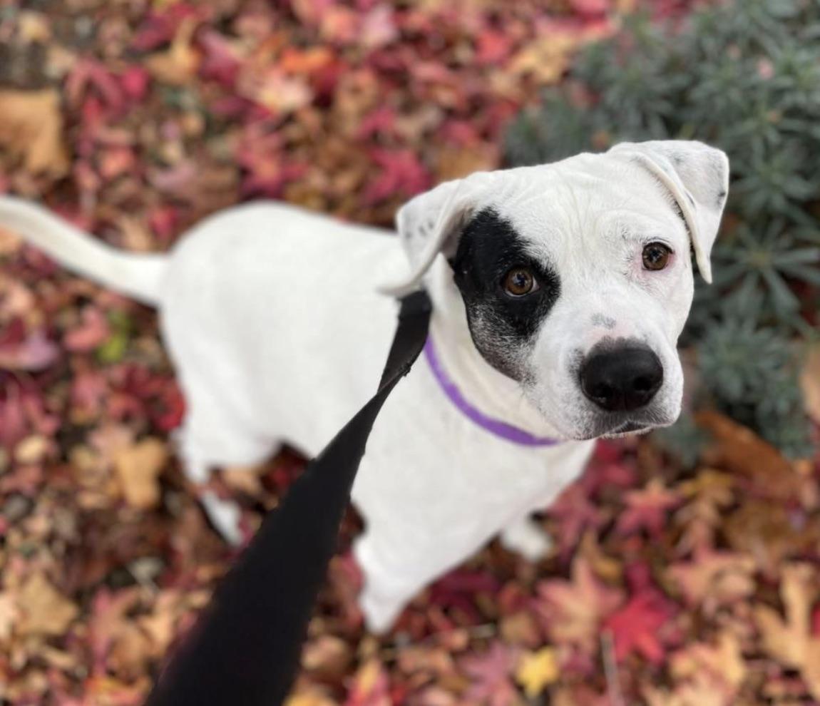 Enlarge Gwen, an adopted mixed breed in Petaluma, CA image 2/3