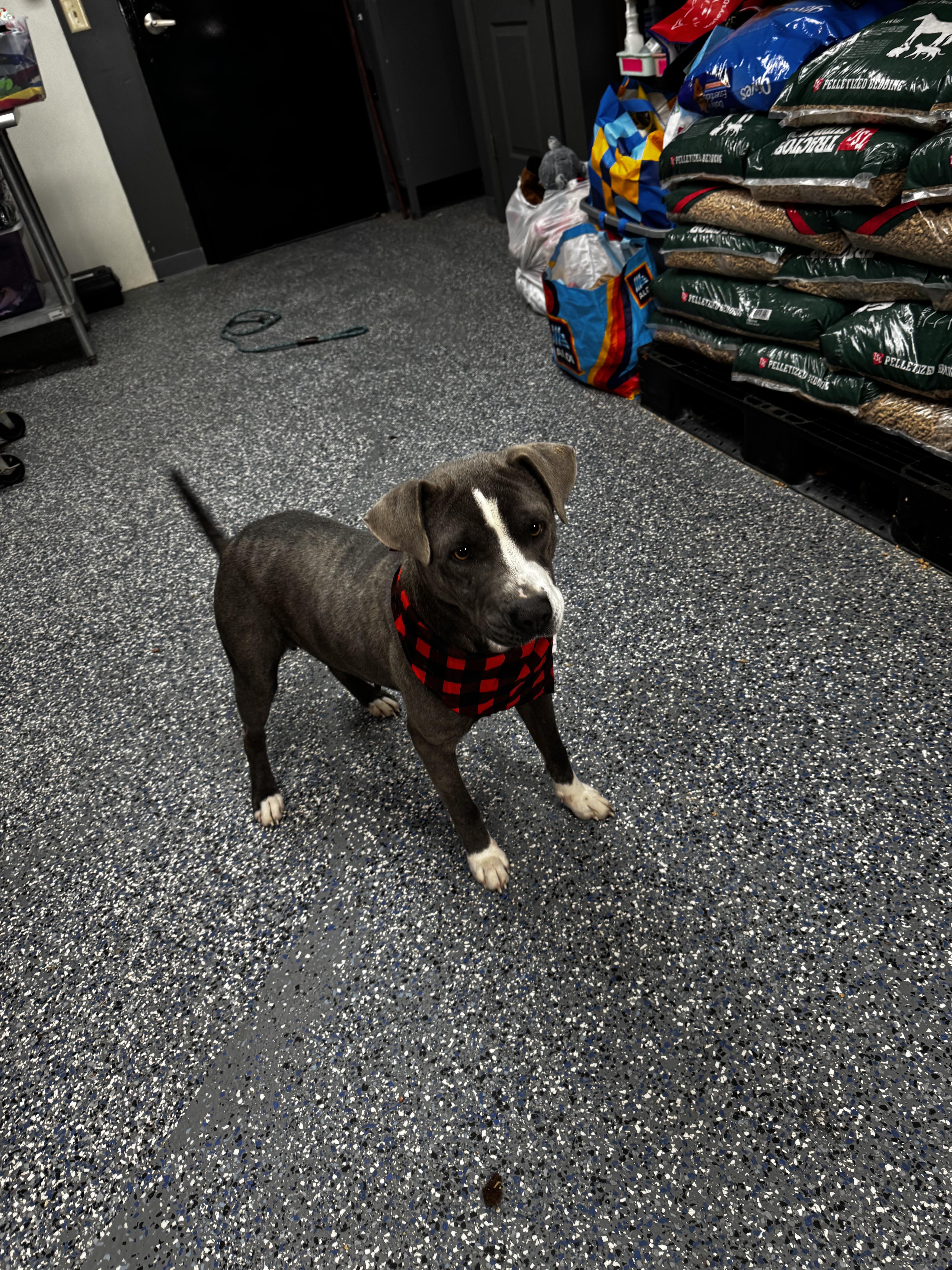 Enlarge Ivy, a ADOPTABLE Mixed Breed in Elizabethtown, NC image 5/5