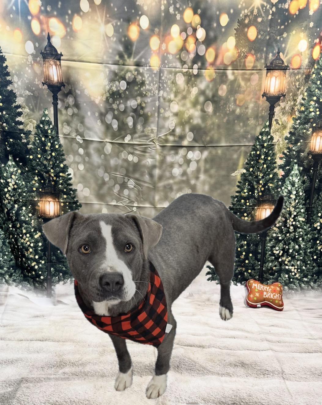 Enlarge Ivy, a ADOPTABLE Mixed Breed in Elizabethtown, NC image 1/5