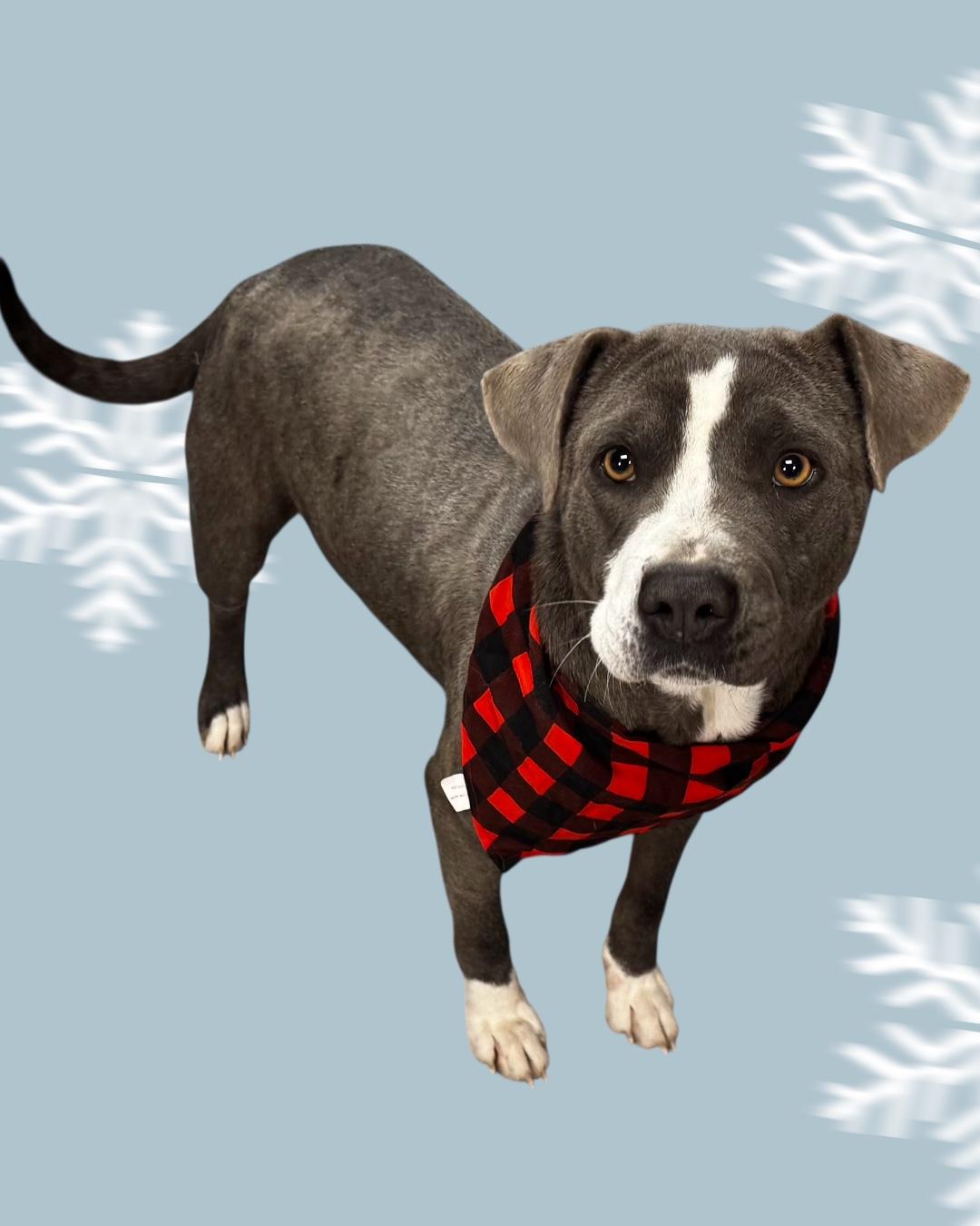 Enlarge Ivy, a ADOPTABLE Mixed Breed in Elizabethtown, NC image 3/5