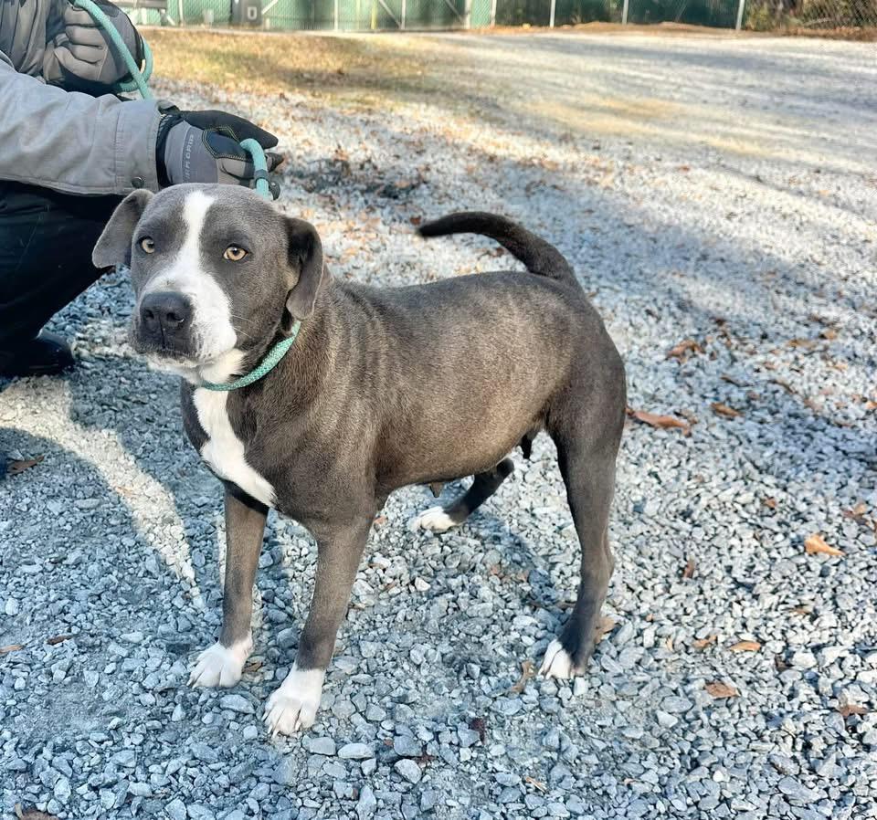 Ivy, ADOPTABLE, Adult Female Mixed Breed.