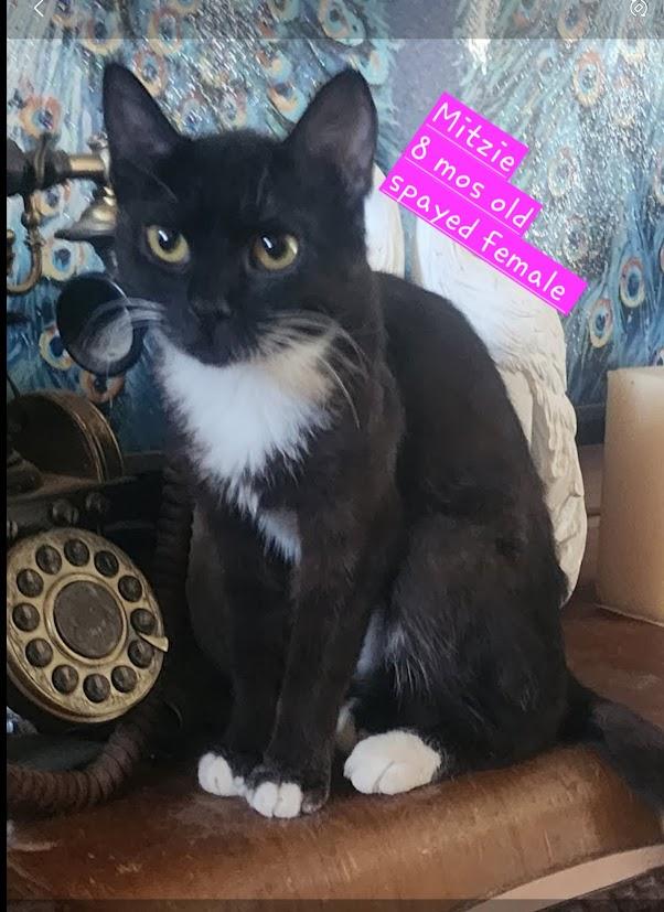Mitzie
