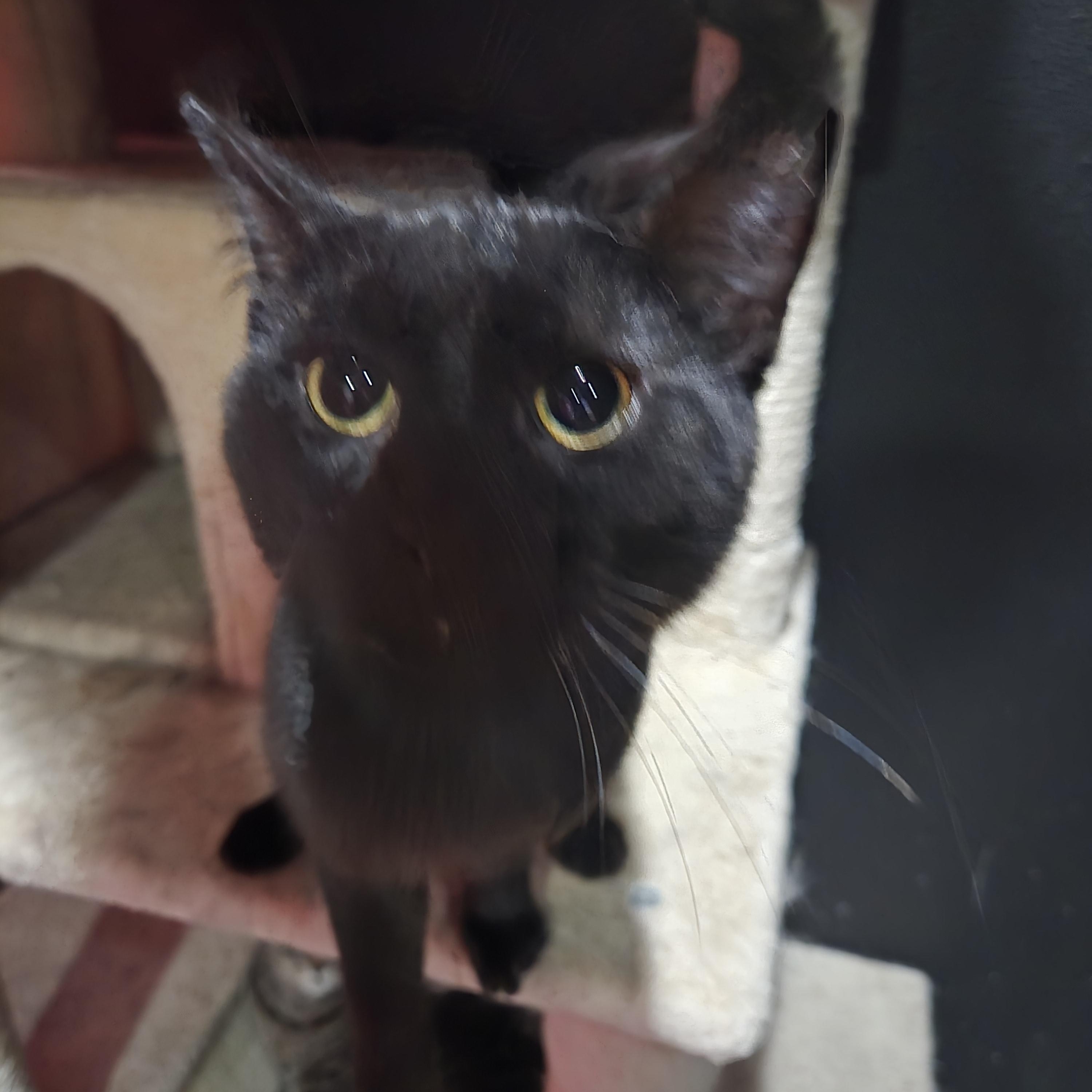 Onyx, ADOPTABLE, Young Male American Shorthair.