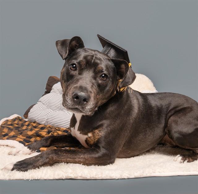 Enlarge LAYLA, a Adoptable mixed breed in Saint Louis, MO image 1/1