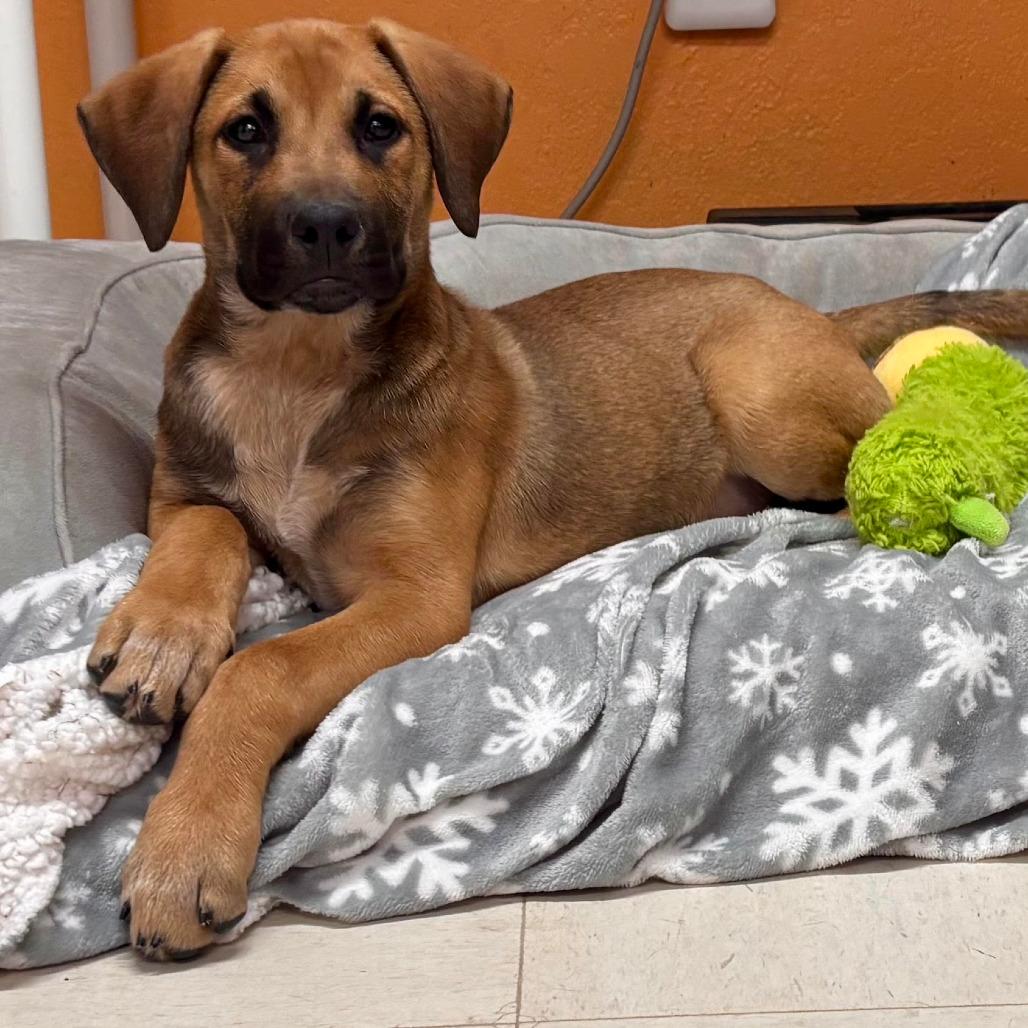 CLIFFORD, adopted, Puppy Male Hound.