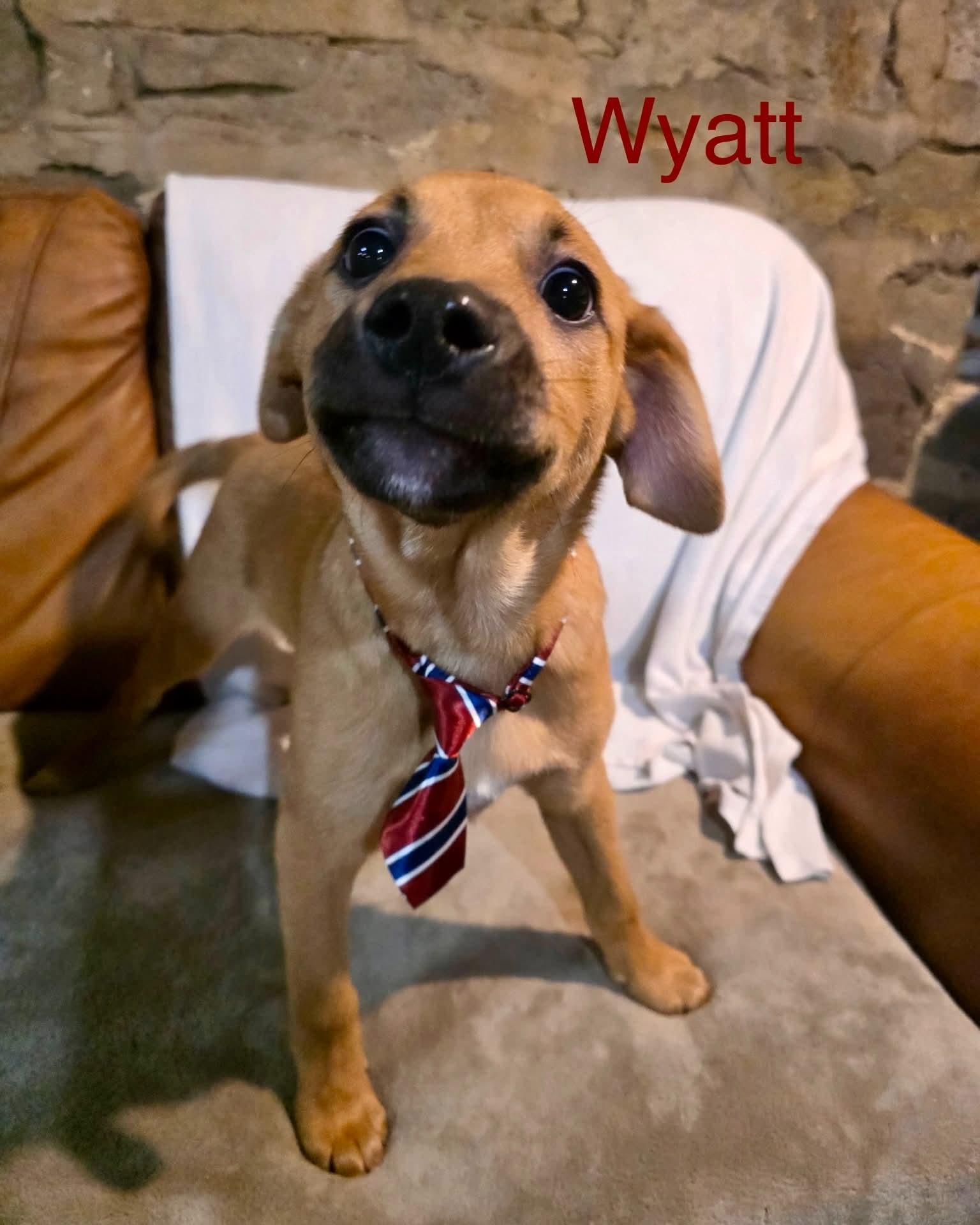 Enlarge Wyatt, a ADOPTABLE mixed breed in Washington , PA image 1/1