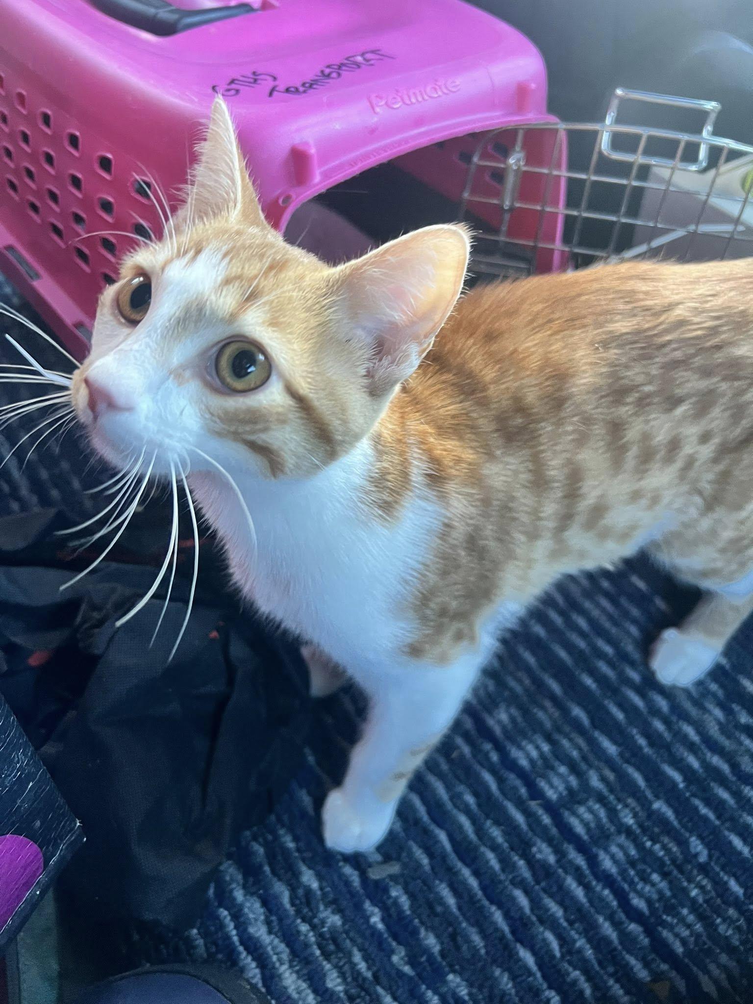 Enlarge Boatie, a Adoptable Domestic Short Hair in Toronto, ON image 1/2