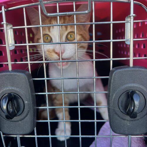 Boatie, Adoptable, Young Male Domestic Short Hair.