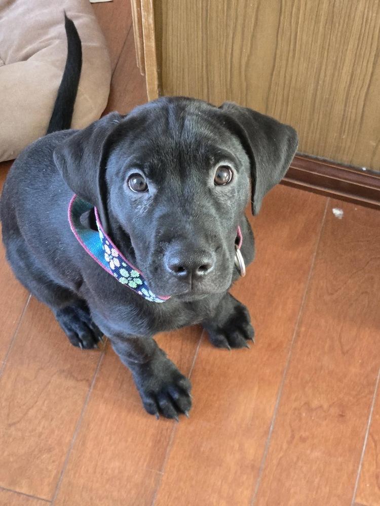 Enlarge Dante, a Adoptable mixed breed in Colorado Springs, CO image 1/2