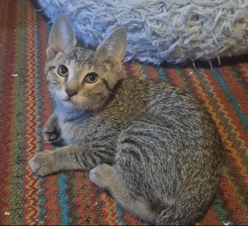 Sprocket - NASA Litter, Adoptable, Kitten Male Tabby.