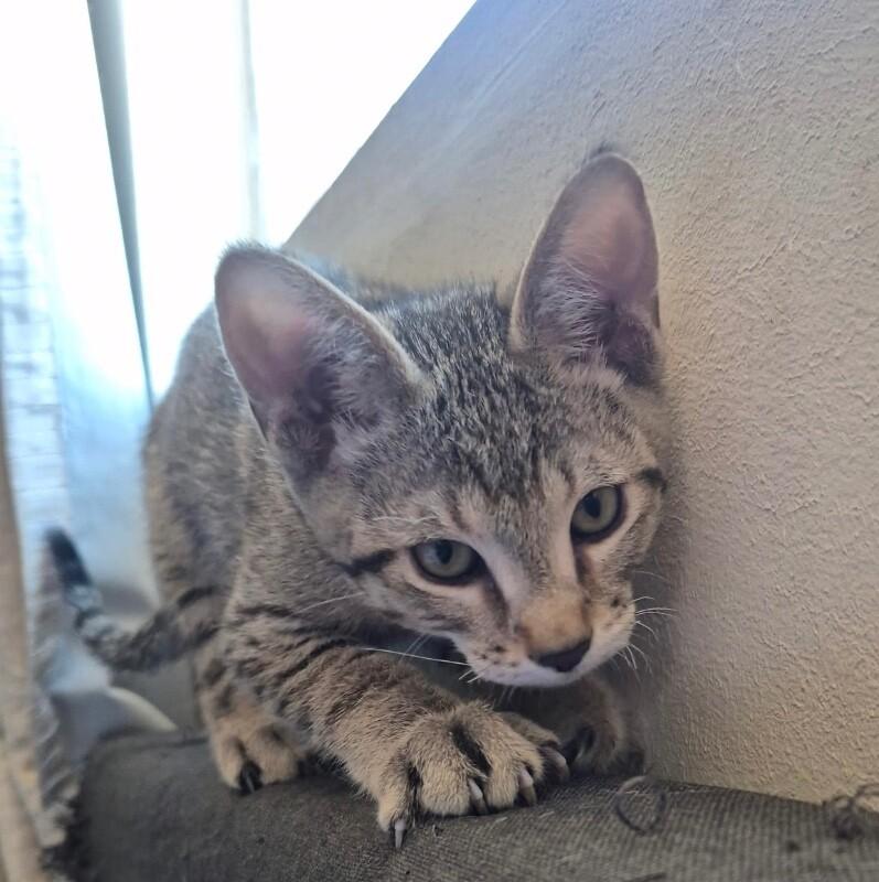 Enlarge Sprocket - NASA Litter, a Adoptable Tabby in Anthem, AZ image 2/2
