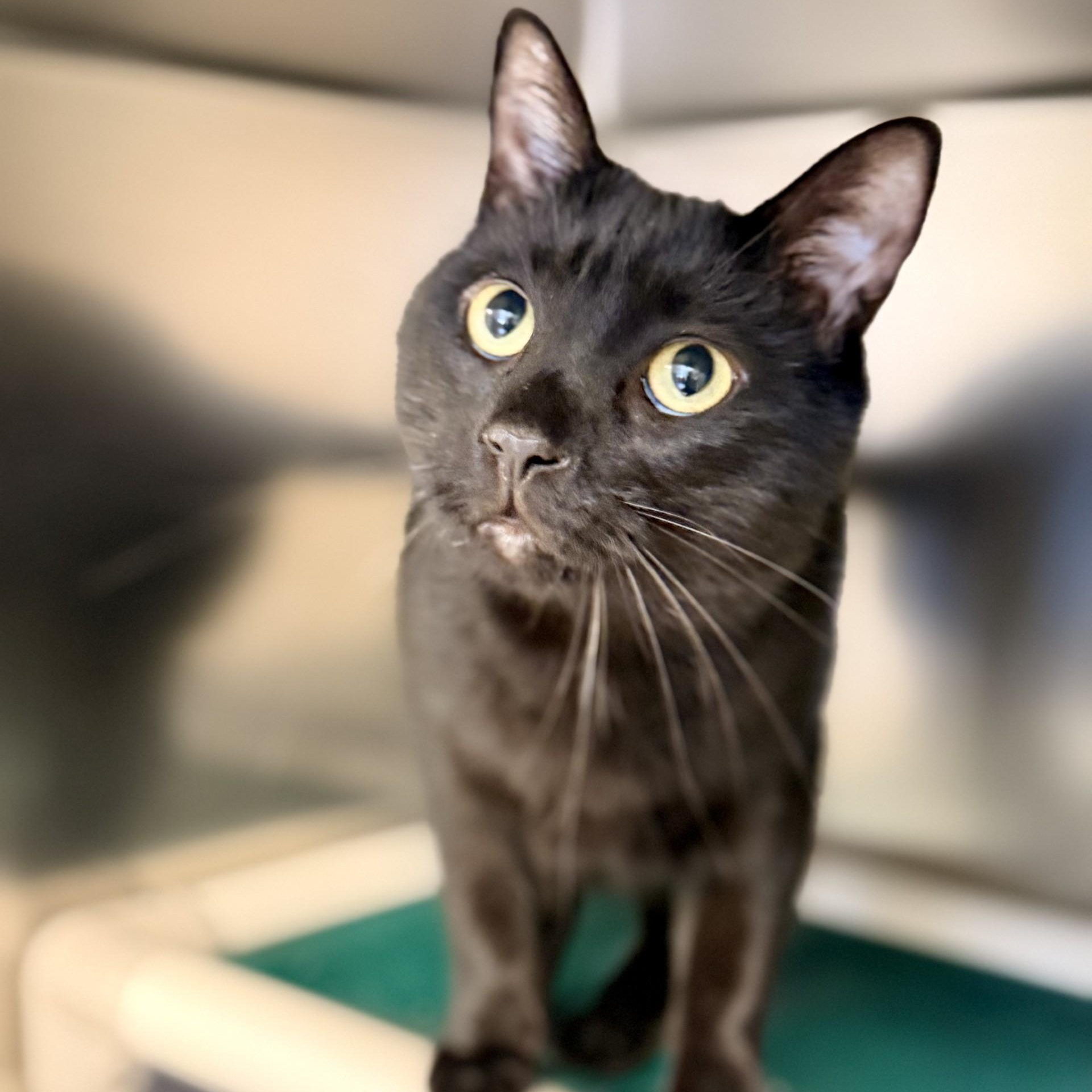 Enlarge Liffy, a Adoptable Domestic Short Hair in Manahawkin, NJ image 2/2