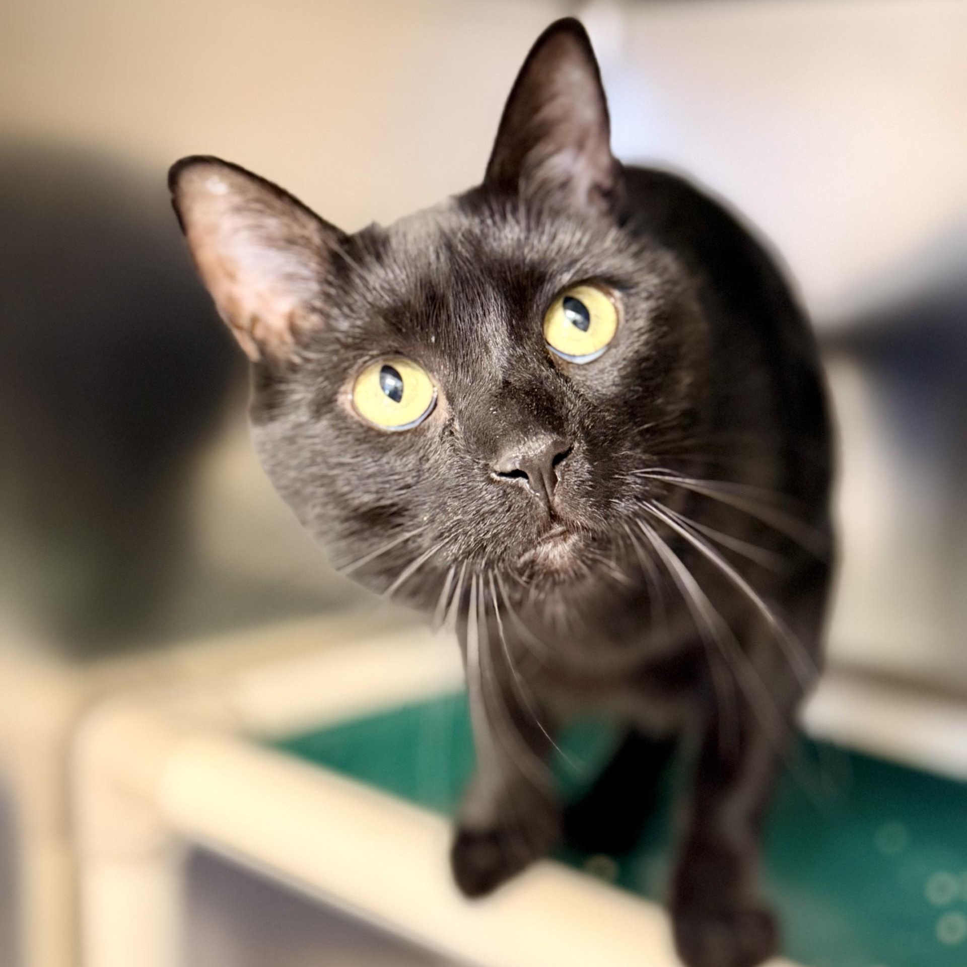 Enlarge Liffy, a Adoptable Domestic Short Hair in Manahawkin, NJ image 1/2