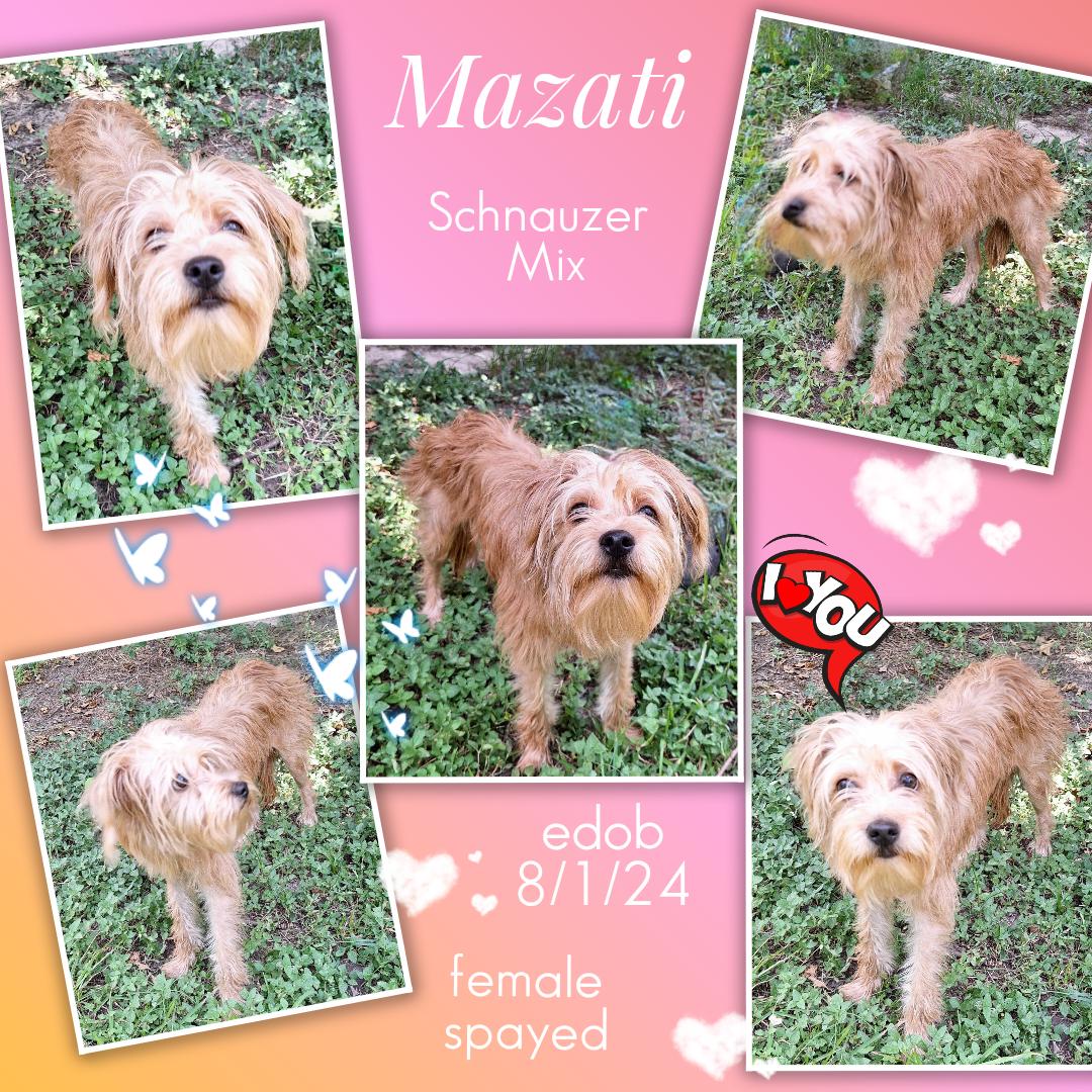 Mazati WV14590-T LOCAL Adoption Event in Woodinville 8/23, an adopted mixed breed in Woodinville, WA image 5/5