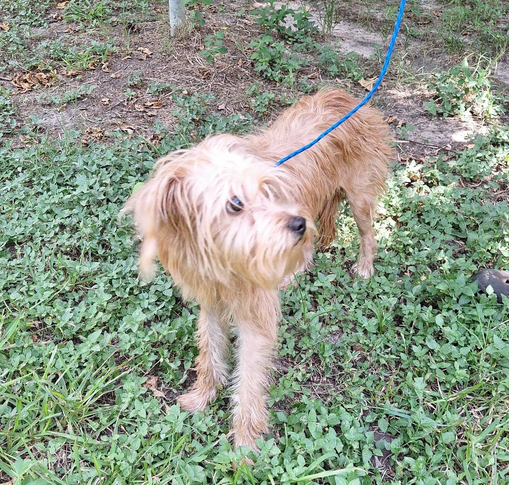 Mazati WV14590-T LOCAL Adoption Event in Woodinville 8/23, an adopted mixed breed in Woodinville, WA image 4/5
