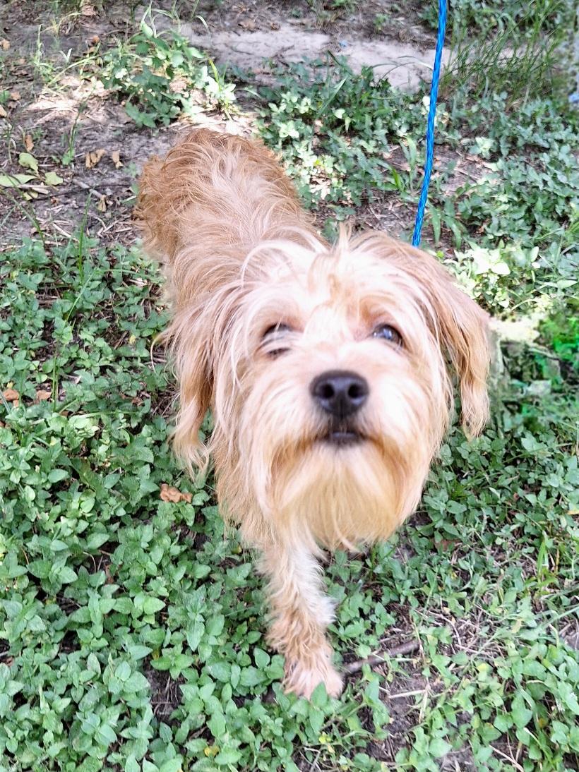 Mazati WV14590-T LOCAL Adoption Event in Woodinville 8/23, adopted, Adult Female Schnauzer.