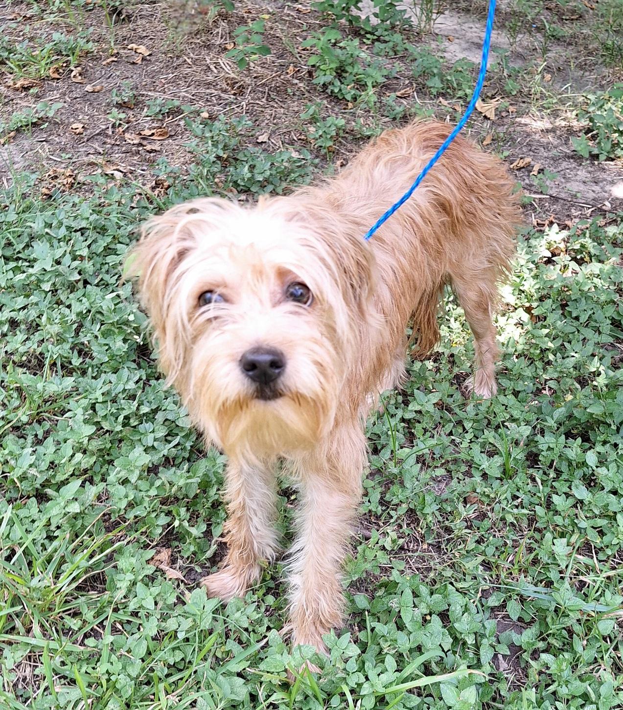 Mazati WV14590-T LOCAL Adoption Event in Woodinville 8/23, an adopted mixed breed in Woodinville, WA image 2/5