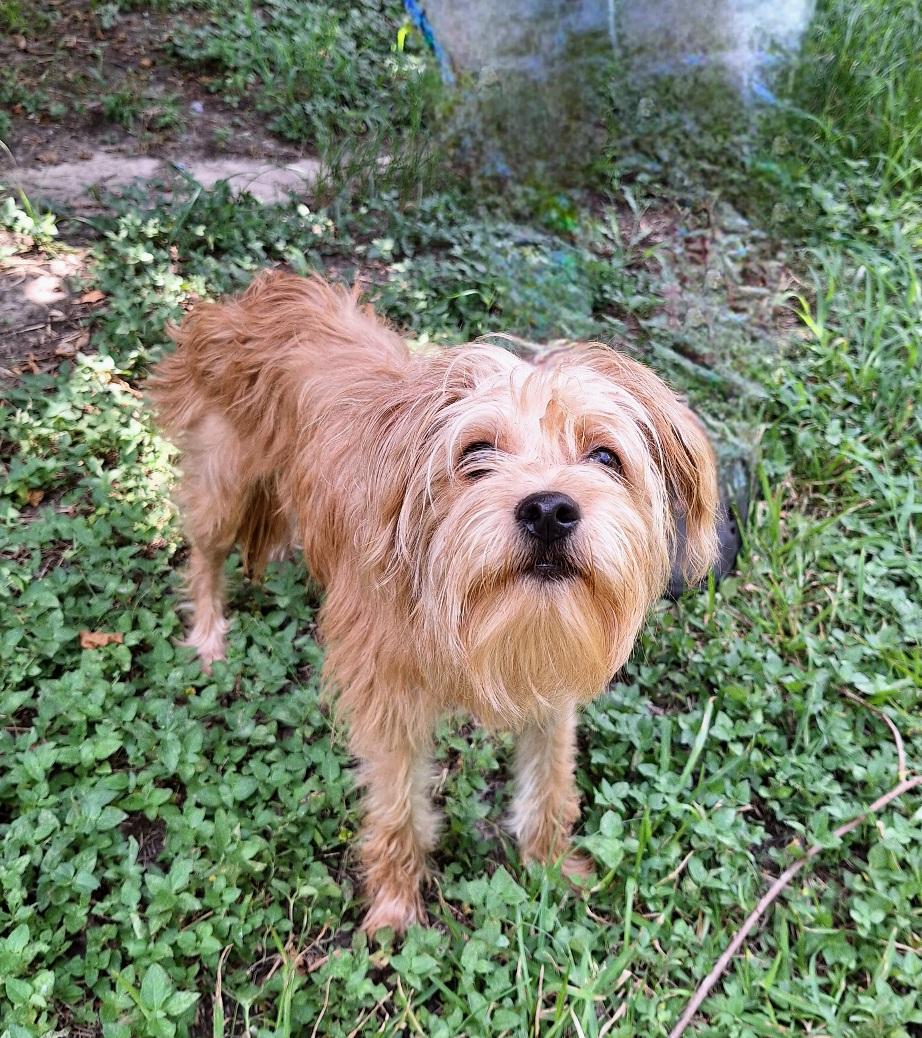 Mazati WV14590-T LOCAL Adoption Event in Woodinville 8/23, an adopted mixed breed in Woodinville, WA image 3/5