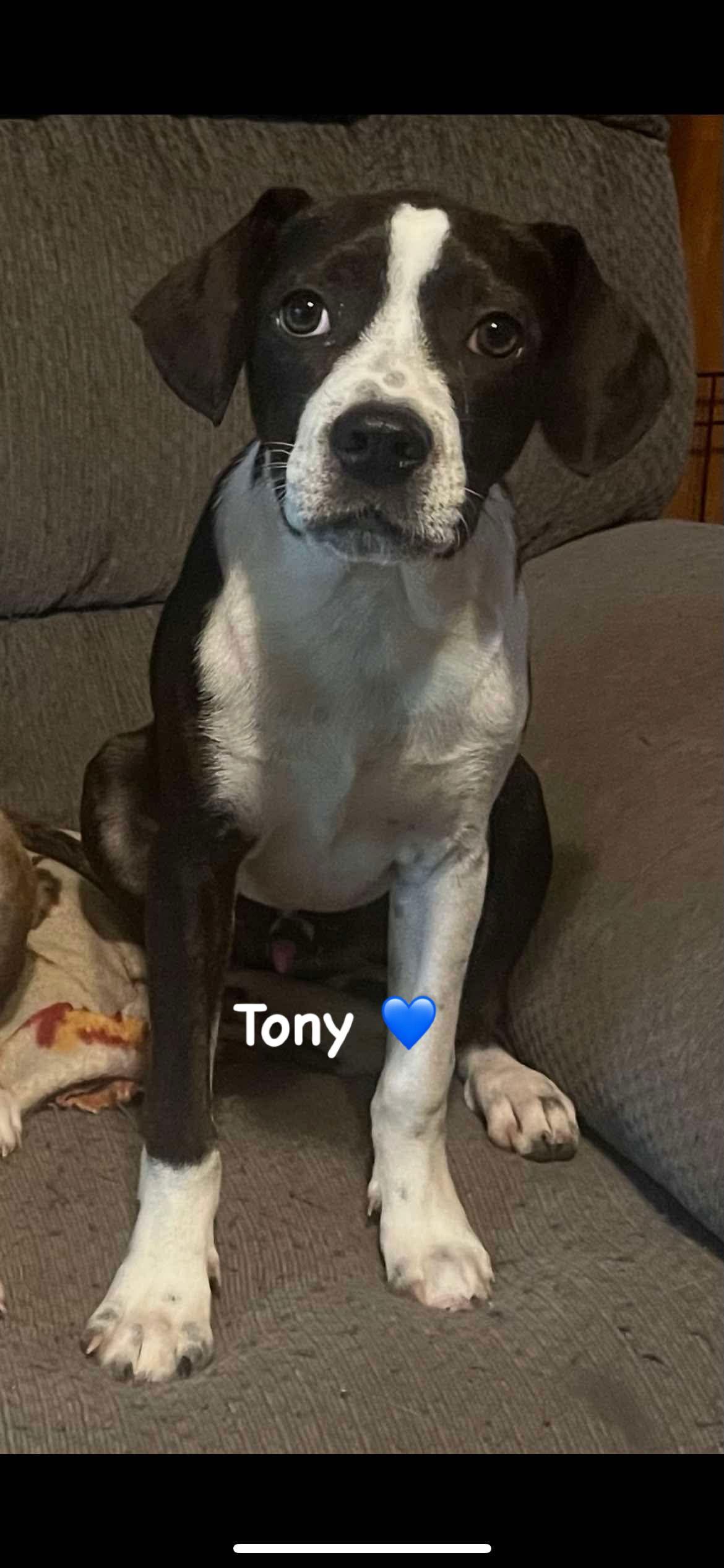 Tony, Adoptable, Puppy Male Mixed Breed.