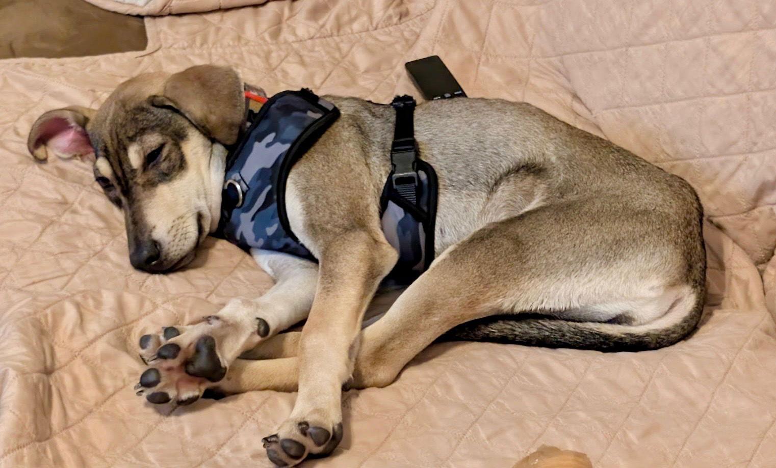 Enlarge Kany, a Adoptable mixed breed in Lake Hopatcong, NJ image 2/3