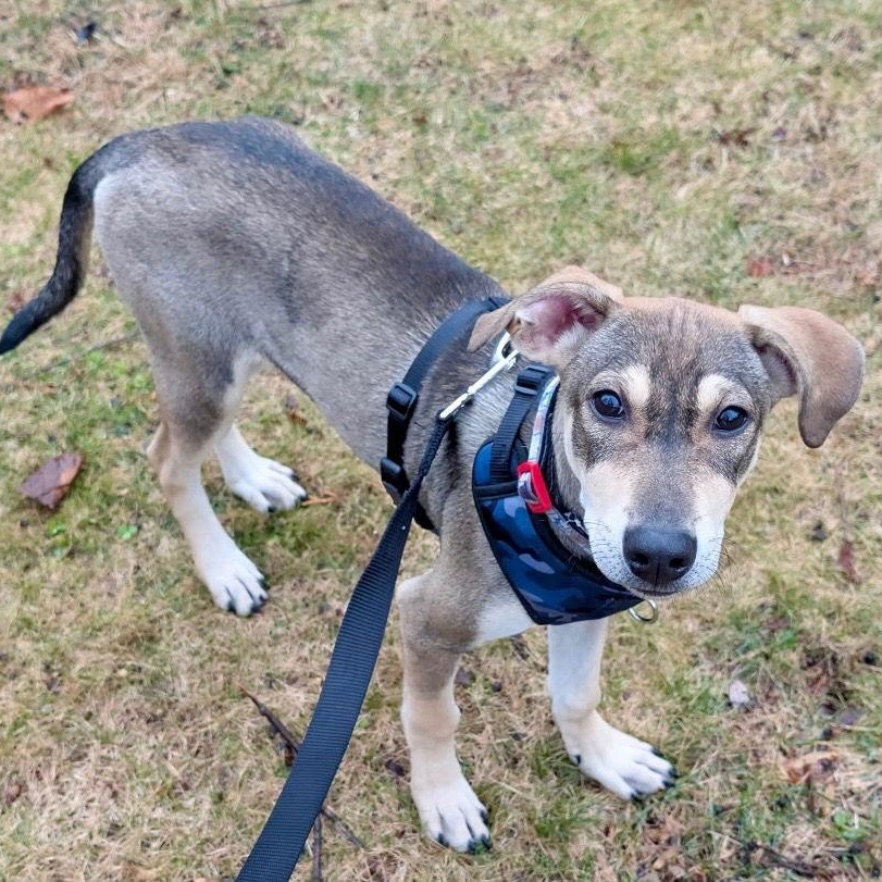 Enlarge Kany, a Adoptable mixed breed in Lake Hopatcong, NJ image 1/3