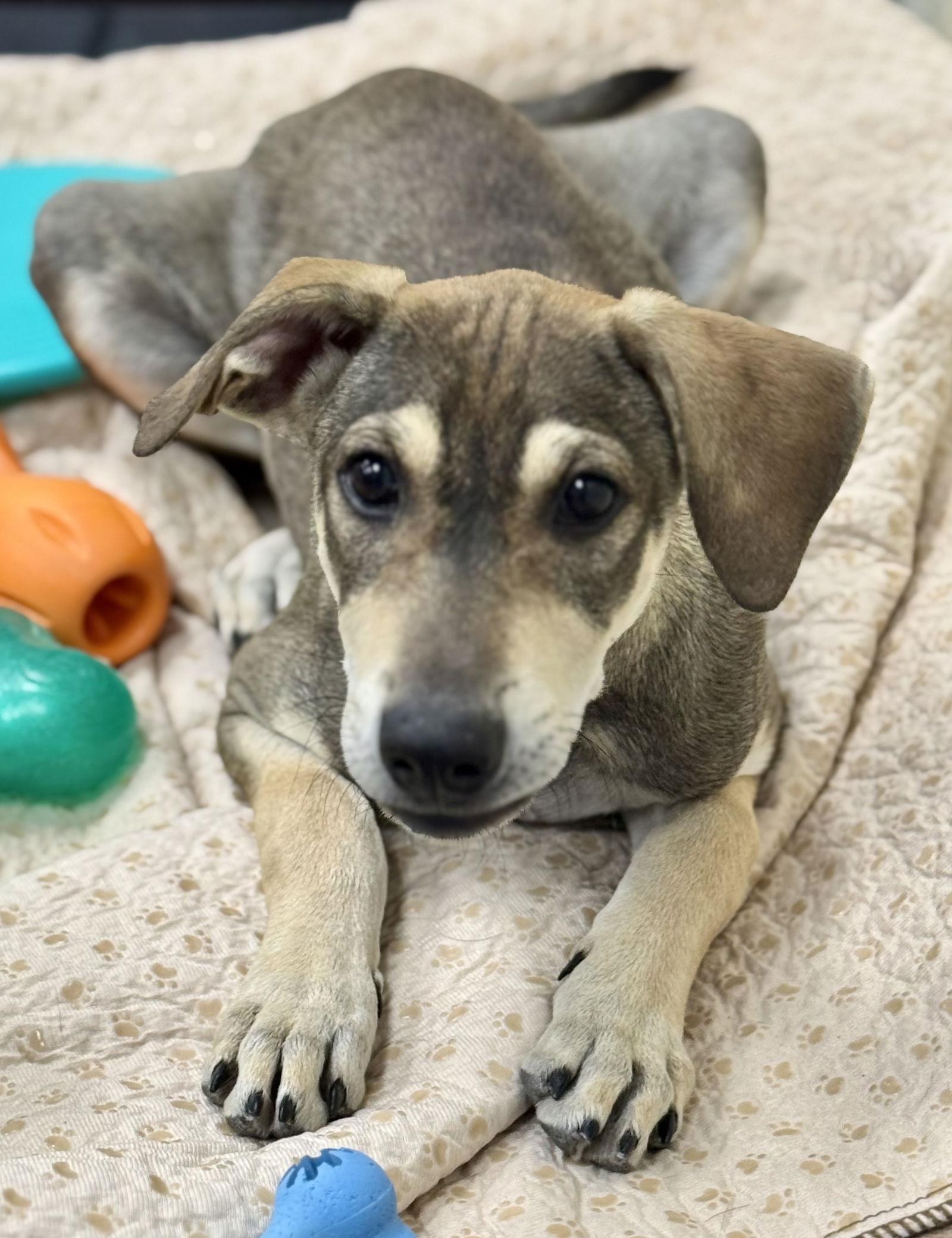 Enlarge Kany, a Adoptable mixed breed in Lake Hopatcong, NJ image 1/1