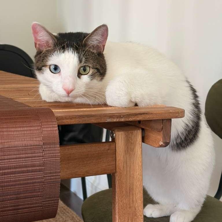 Enlarge Sokka, a ADOPTABLE American Shorthair in New York, NY image 3/6