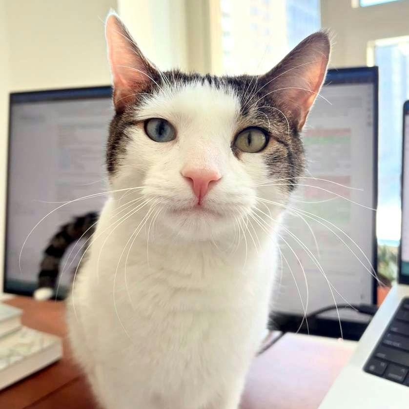 Sokka, ADOPTABLE, Adult Male American Shorthair.
