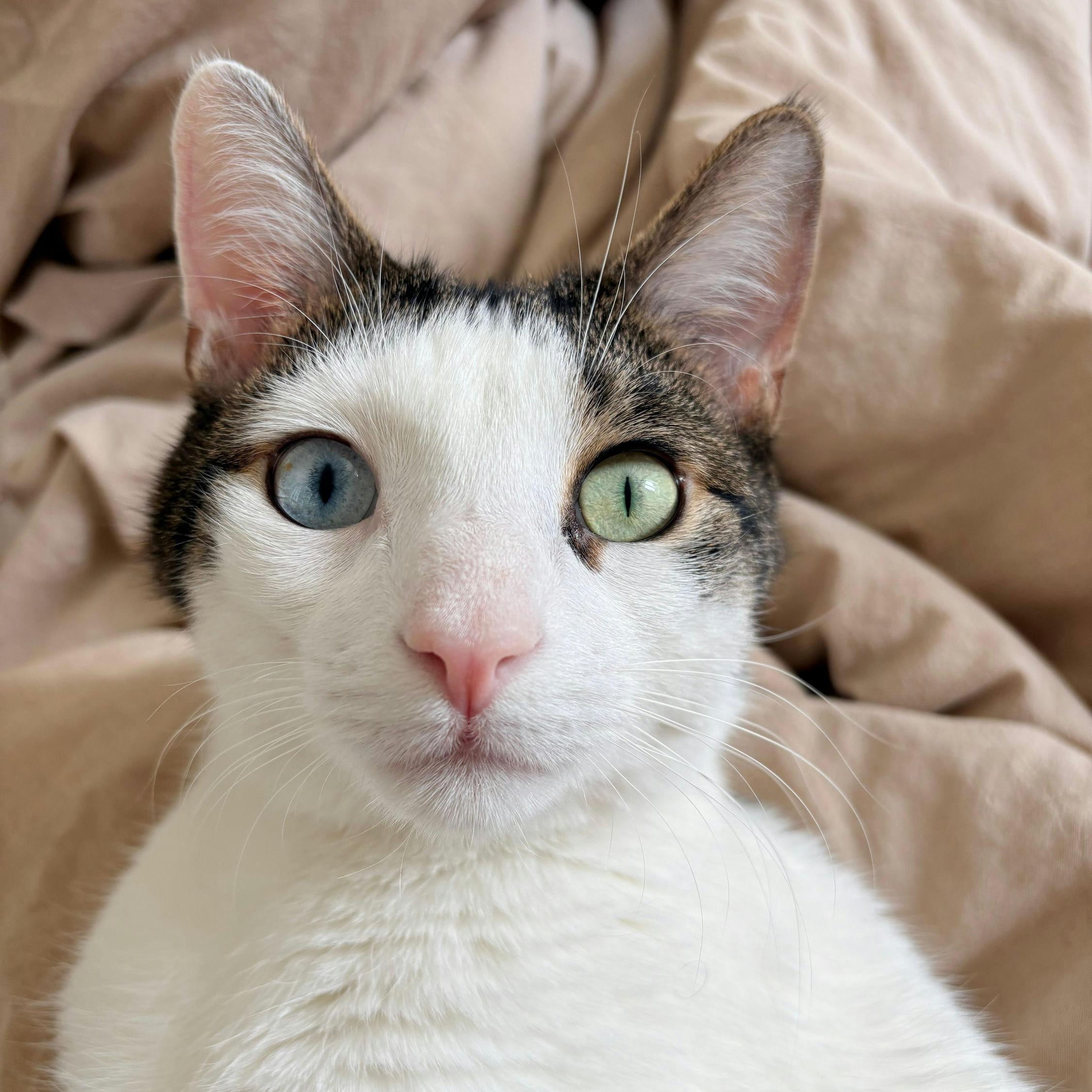 Enlarge Sokka, a ADOPTABLE American Shorthair in New York, NY image 5/6