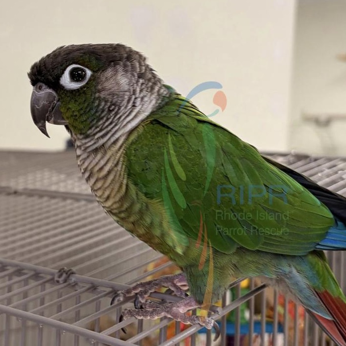 Enlarge Kermit, an adopted Conure in Warwick, RI image 2/3