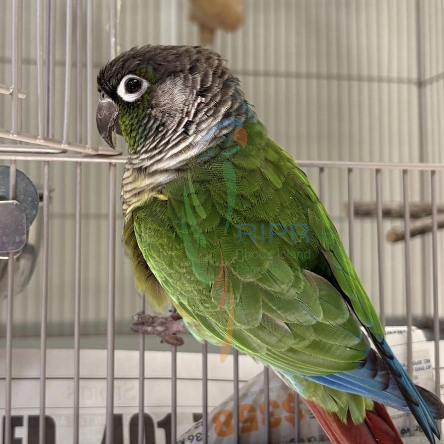 Enlarge Kermit, an adopted Conure in Warwick, RI image 3/3