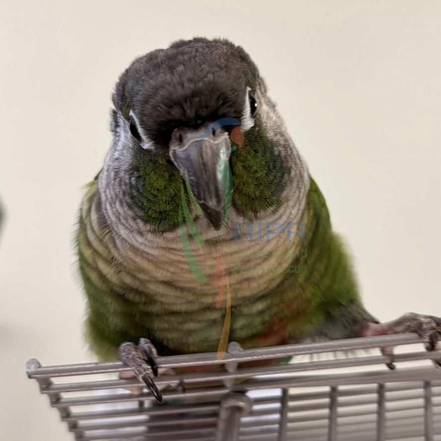 Kermit, adopted, Adult Female Conure.