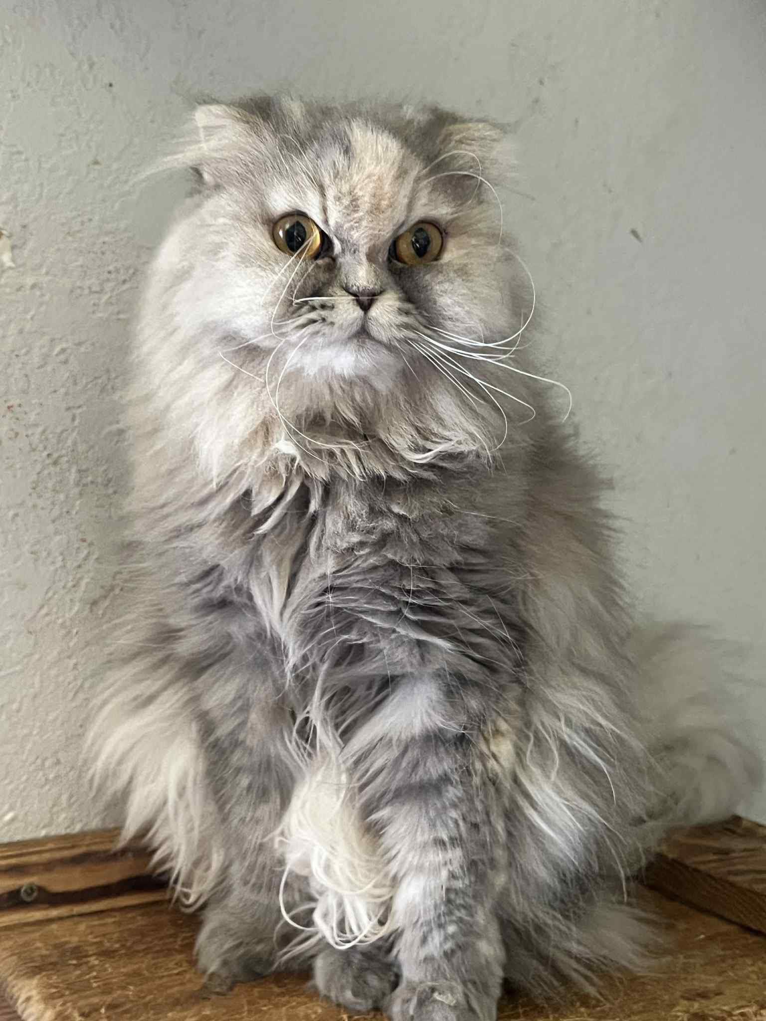 Sienna, adoptable, Adult Female Scottish Fold.