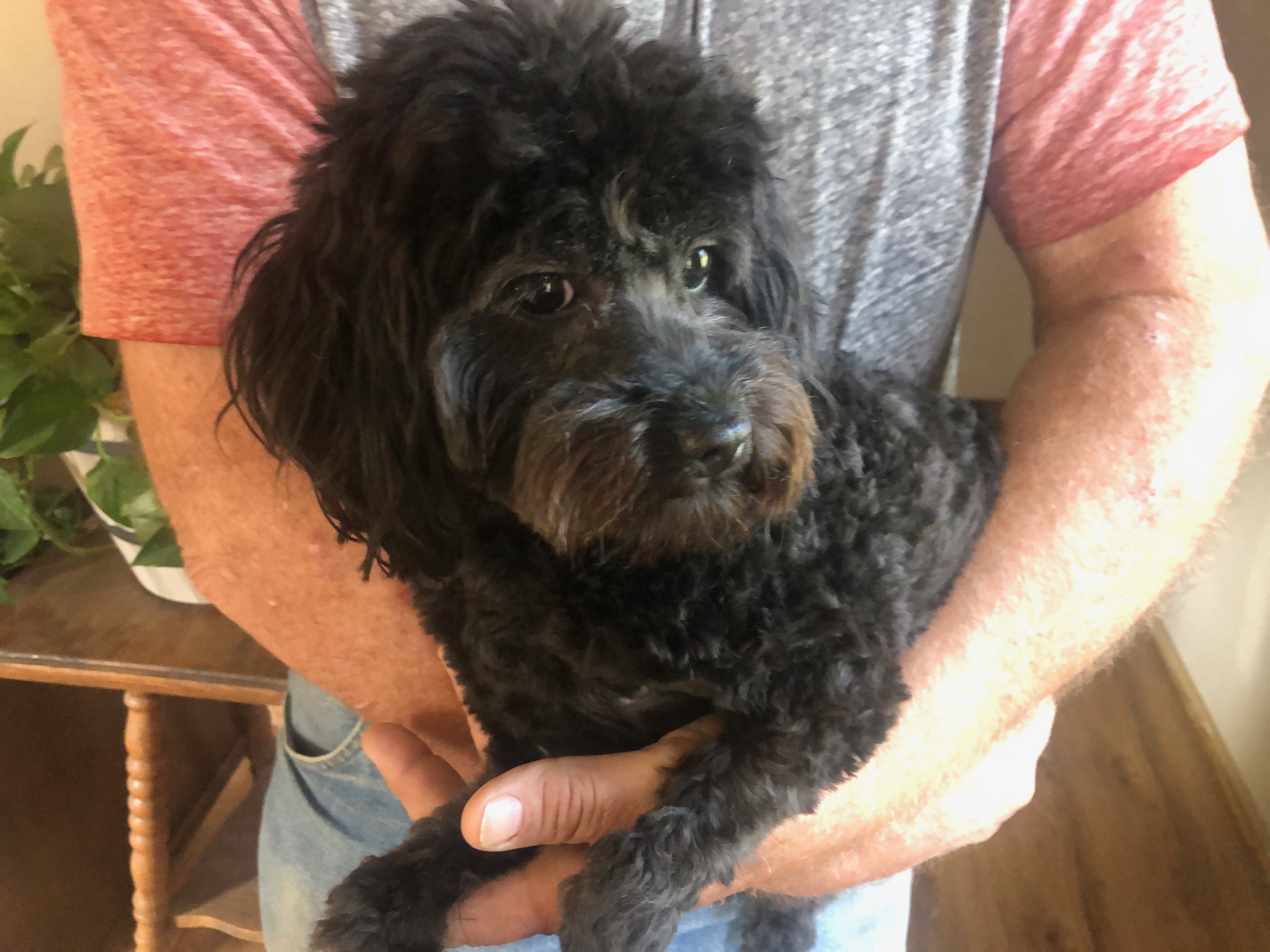 Chanel, Adopted, Young Female Maltipoo.