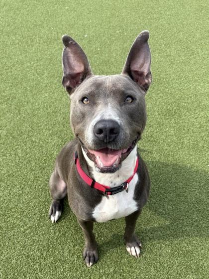Bo, a Adoptable mixed breed in Fishers, IN image 1/3