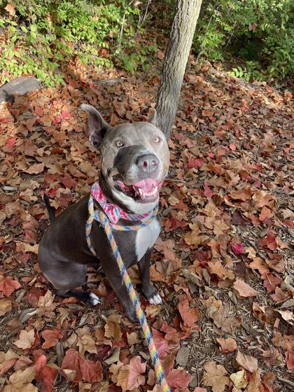 Bo, Adoptable, Adult Male Pit Bull Terrier & Mixed Breed.