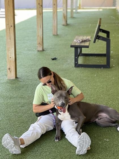 Bo, a Adoptable mixed breed in Fishers, IN image 3/3