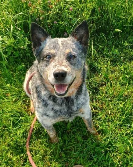 Enlarge Arnold Palmer, a Adoptable Australian Cattle Dog / Blue Heeler in Indianapolis, IN image 1/2