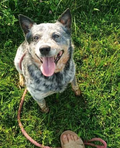Enlarge Arnold Palmer, a Adoptable Australian Cattle Dog / Blue Heeler in Indianapolis, IN image 2/2